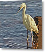 Snowy Egret At Sunrise Metal Print