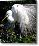 Snowy Egret Metal Print