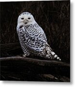 Snowy Owl Two Metal Print
