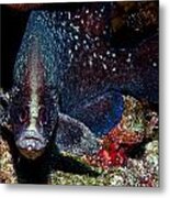 Soapfish Metal Print