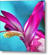 Soft And Delicate Cactus Bloom 3 Metal Print
