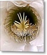 Softly Opening To Light Metal Print