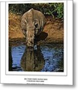 Southern White Rhinoceros At Waterhole Metal Print