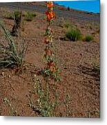 Southwest Wildflower Metal Print