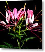 Spider Flower Metal Print