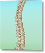 Spinal Column Metal Print
