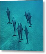 Spinner Dolphin Group Underwater Bahamas Metal Print