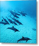 Spinner Dolphins Blue Metal Print
