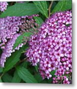 Spirea Metal Print