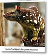 Spotted-tail Quoll Metal Print
