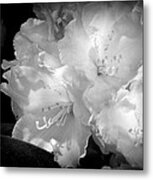 Springtime Black And White Metal Print