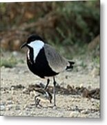 Spur-winged Plover And Chick Metal Print