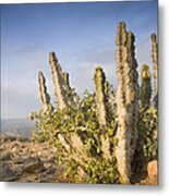 Spurge Cactus On Plateau Hawf Protected Metal Print