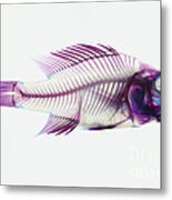 Stained Rockbass Fish Metal Print