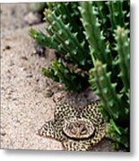 Stapelia Variegata Metal Print