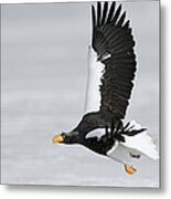 Stellers Sea Eagle In Kamchatka Metal Print