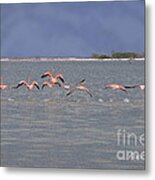 Stormy Day Flock Metal Print