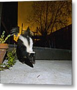 Striped Skunk In Backyard At Night Metal Print