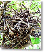 Sturdy Bird Nest Metal Print