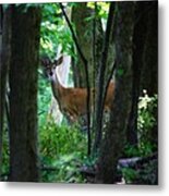 Summer Buck 1 Metal Print