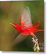 Summer Tanager Metal Print