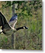 Sun On Canada Goose In Flight - C8096j Metal Print