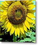 Sunflower Metal Print