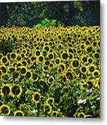 Sunflower Field Closeup Metal Print