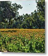 Sunflower Field In The Trees Metal Print