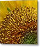 Sunflower In Bloom Metal Print
