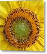 Sunflower Magic Metal Print