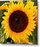 Sunflower Oil Painting Metal Print