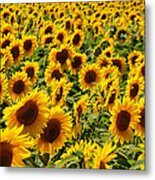 Sunflower Panorama Metal Print