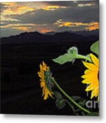 Sunflower Sunset Metal Print