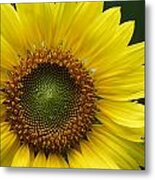 Sunflower With Insect Metal Print