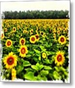 Sunflowers! Pick One, If You Like Metal Print