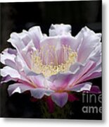 Sunlit Cactus Flower Metal Print