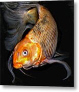 Sunny Koi A Metal Print