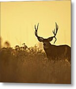 Sunset Mule Deer Buck Metal Print