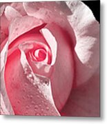 Supple Pink Rose Dipped In Dew Metal Print