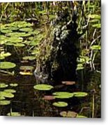Surrounded By Lily Pads Metal Print