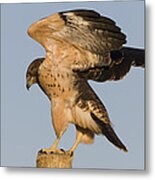 Swainson Hawk On Post Metal Print