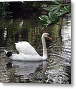 Swan Beauty Metal Print