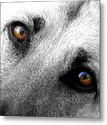 Sweet Eyes Metal Print