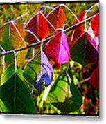 Tallow Leaves In Color Metal Print
