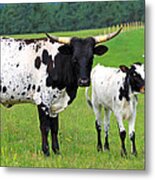 Texas Longhorn Cow And Calf Metal Print