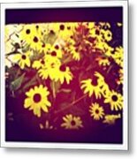 The Beauty Of Sun, The Power Of Petals Metal Print