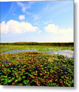 The Bog At Point Pelee Metal Print