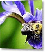Bumble Bee With Pollen And Iris Flower Metal Print