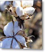 The Cotton Is Ready Metal Print